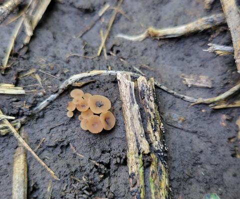 Mushroom-like structures on ground