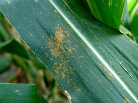 Southern rust spots on corn leaf