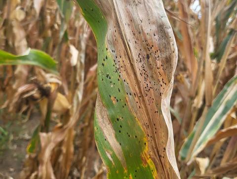 Tar spot on corn leaf