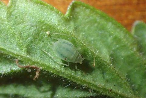 Cannabis aphid on plant leaf