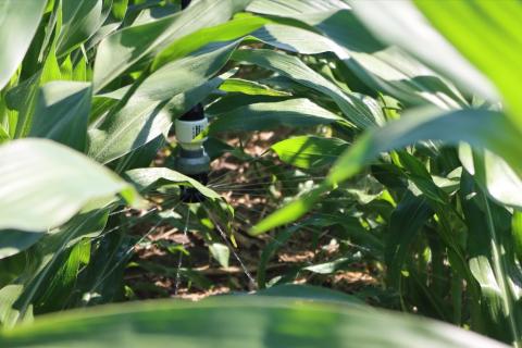 Center pivot irrigating corn