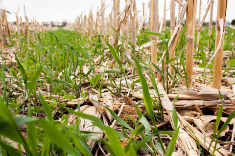 Rye and clover cover crop in corn field