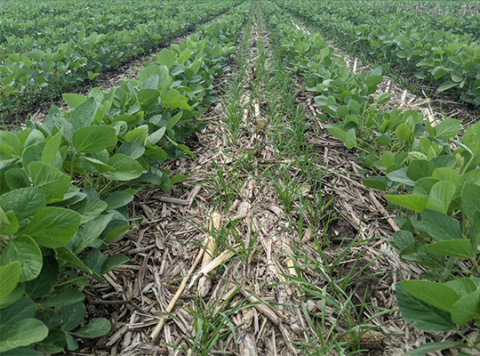 Soybean field interseeded with cover crop
