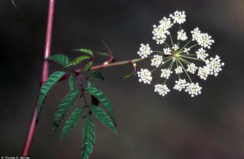 Water hemlock plant