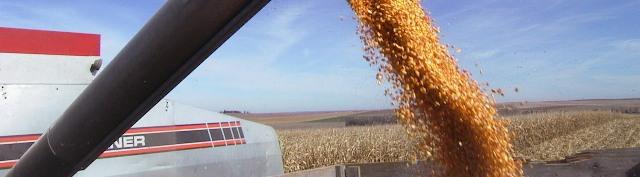 Corn Harvest - Corn auger 
